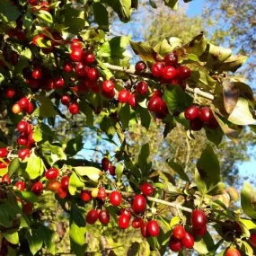 Cornus mas