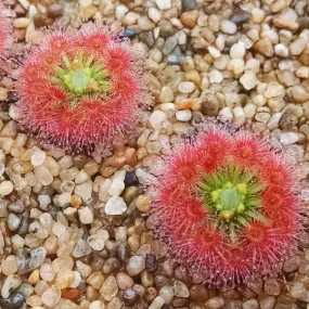 Drosera paleacea